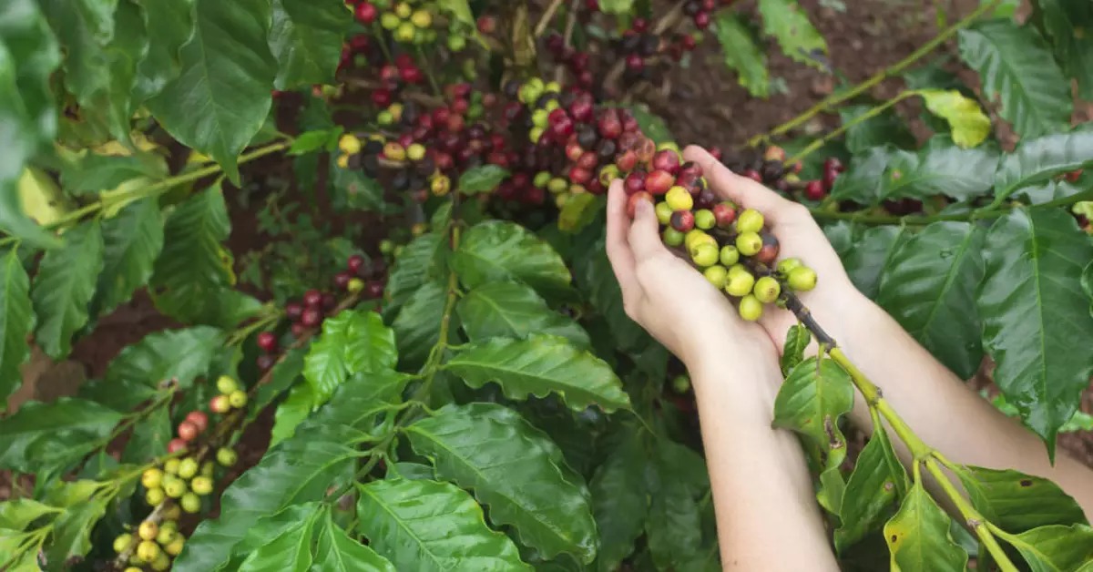 Produtores vendem um milhão de sacas de cafés especiais para o exterior